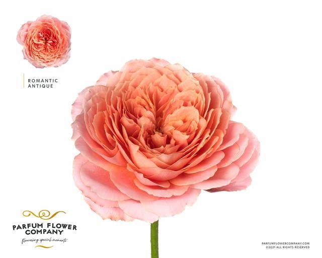 <h4>Rosa garden romantic antike</h4>