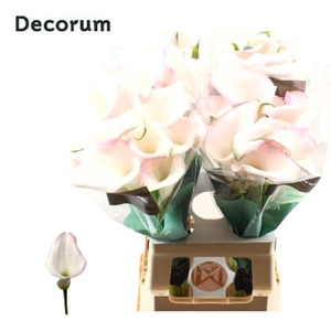 Zantedeschia sweet art