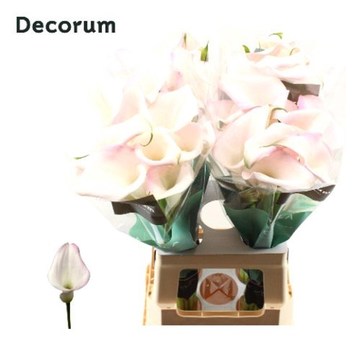 <h4>Zantedeschia sweet art</h4>