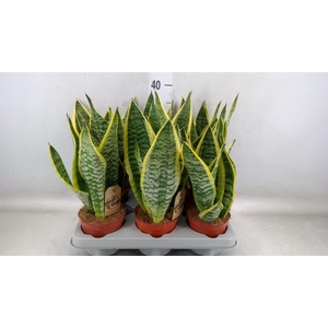 Sansevieria trifa. 'Futura Superba'