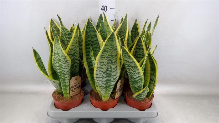 <h4>Sansevieria trifa. 'Futura Superba'</h4>