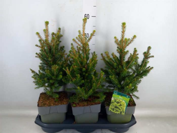 <h4>Picea abies 'Will's Zwerg'</h4>