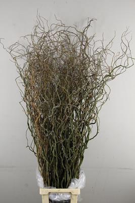 <h4>Salix Tortuosa</h4>