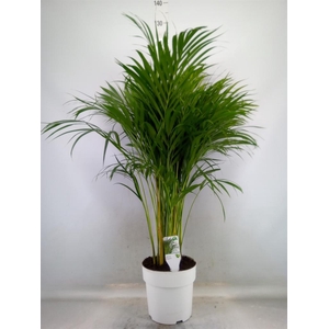 Dypsis lutescens   ...Chrysalidoca