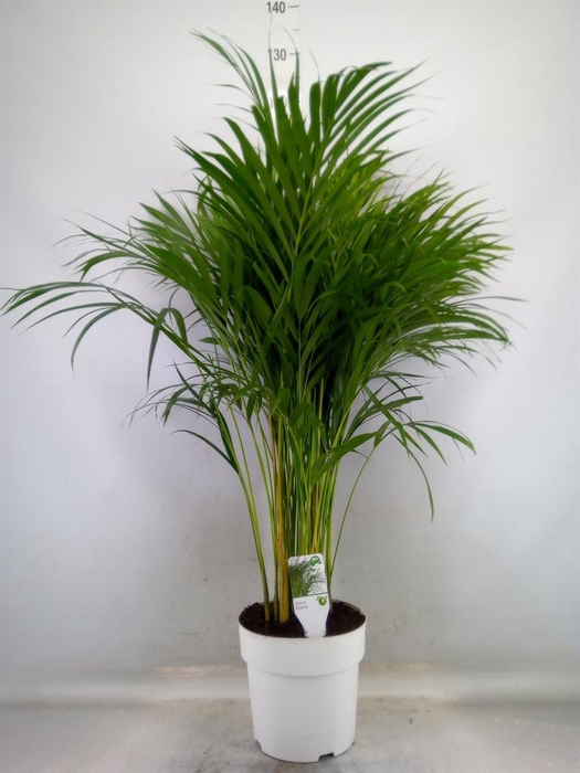 <h4>Dypsis lutescens   ...Chrysalidoca</h4>