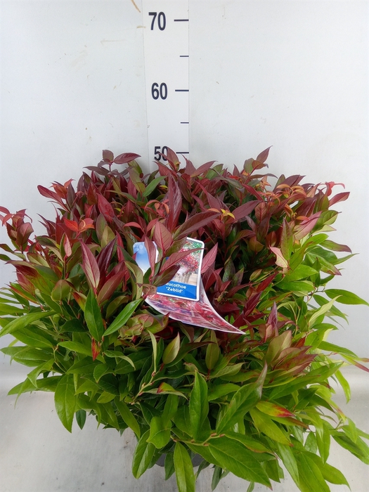 <h4>Leucothoe axillaris 'Zeblid'</h4>
