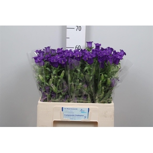 Camp M Champion Blue