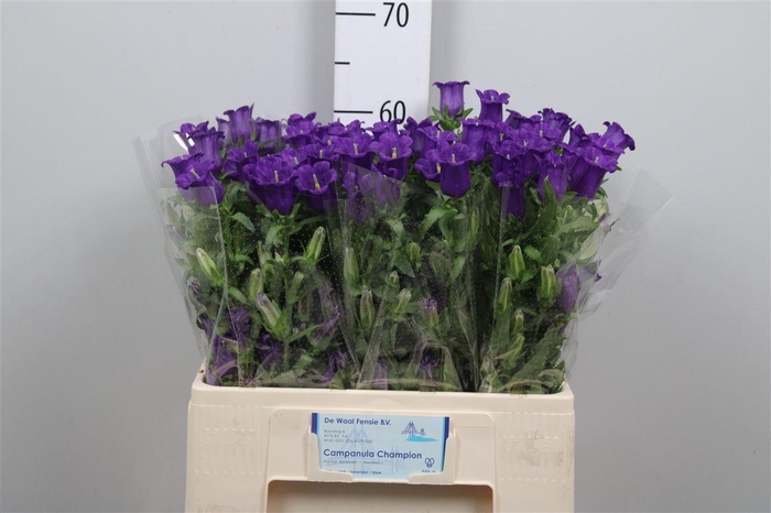 <h4>Camp M Champion Blue</h4>