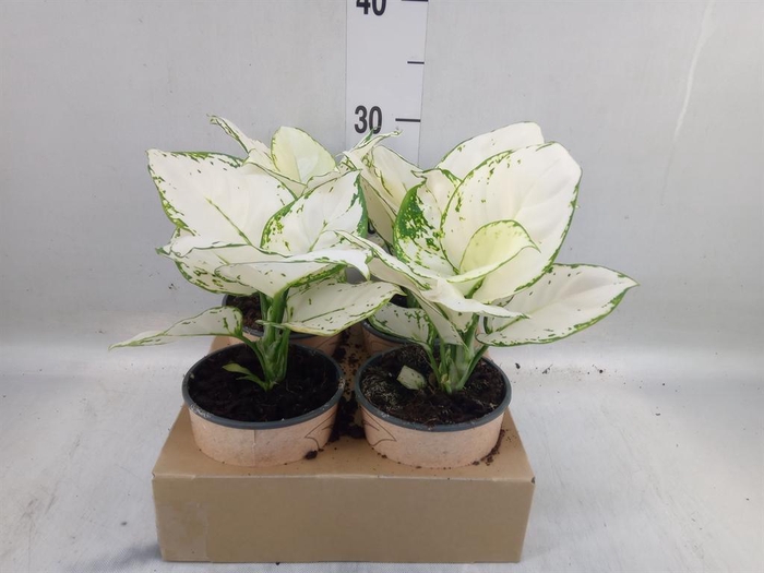 <h4>Aglaonema   ...</h4>