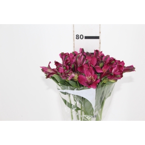 ALSTROEMERIA NAPOLI 080 CM