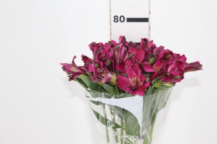 <h4>ALSTROEMERIA NAPOLI 080 CM</h4>