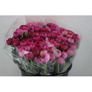 Ran Elegance Dark Pink