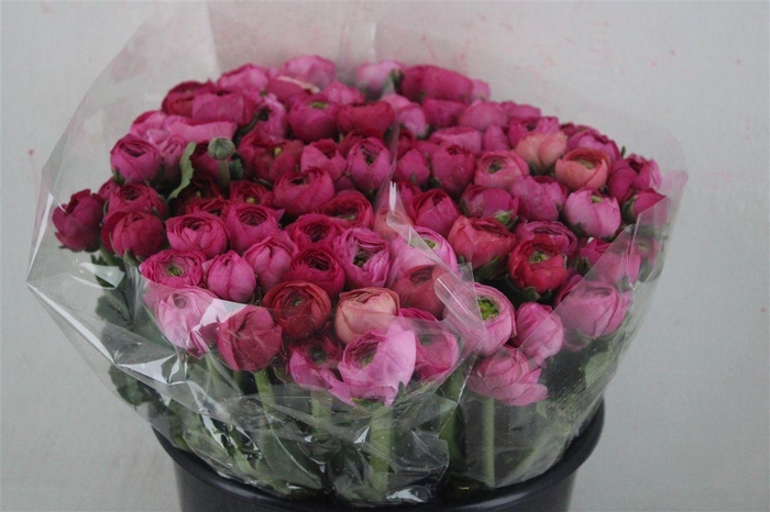 <h4>Ran Elegance Dark Pink</h4>