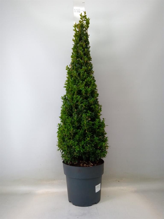 <h4>Buxus semp.   ...</h4>