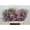 Chamelaucium Dancing Queen