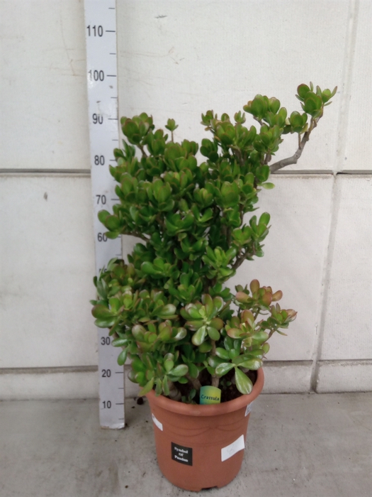 <h4>Crassula ovata</h4>