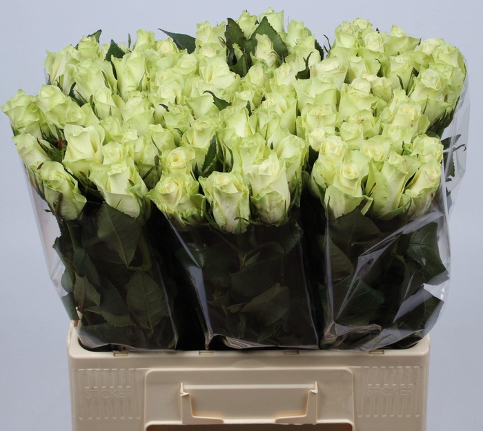 <h4>R GR ATHENA</h4>