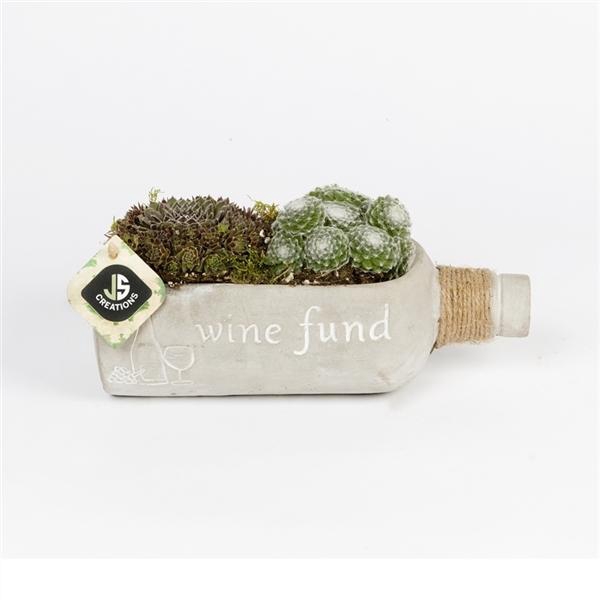 <h4>Arrangementen Sempervivum 6%</h4>