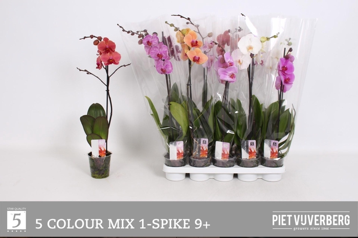 <h4>PHAL GEM 5 KL</h4>