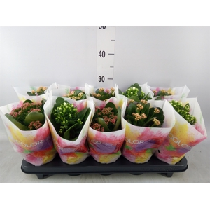 Kalanchoe blos.   ..rosebud mix  4