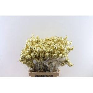 Dried Papaver Gold Bunch Slv