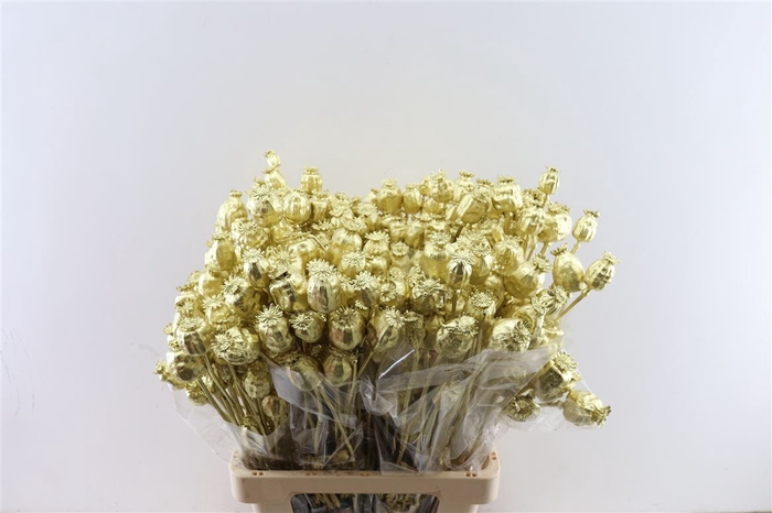 <h4>Dried Papaver Gold Bunch Slv</h4>