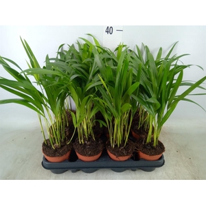 Dypsis lutescens   ...Chrysalidoca