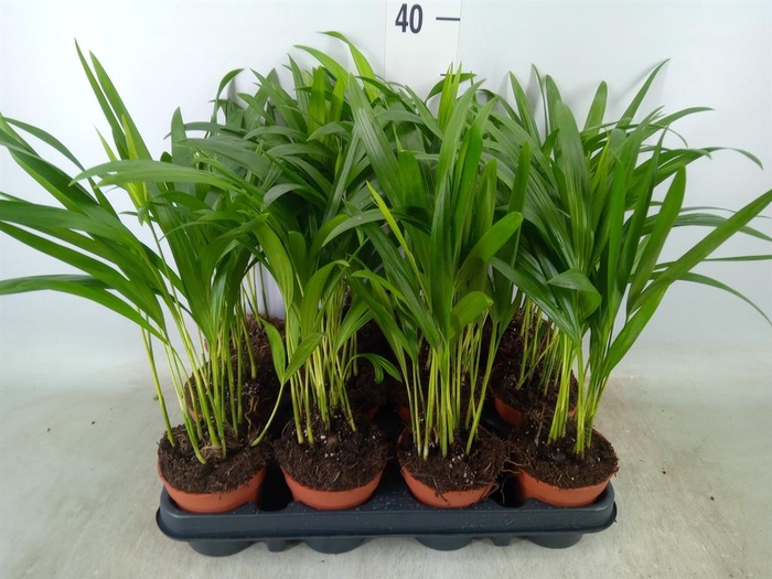 <h4>Dypsis lutescens ...Chrysalidoca</h4>