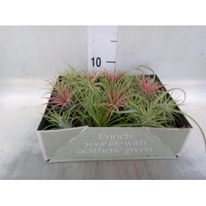 Tillandsia