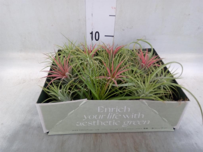 <h4>Tillandsia</h4>