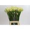 Agapanthus EYFORI White