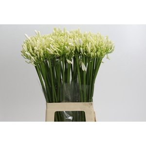 Agapanthus EYFORI White
