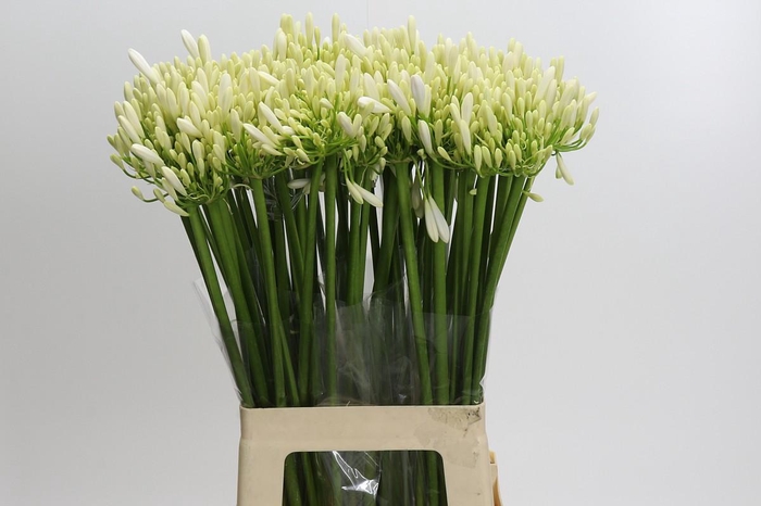 Agapanthus EYFORI White