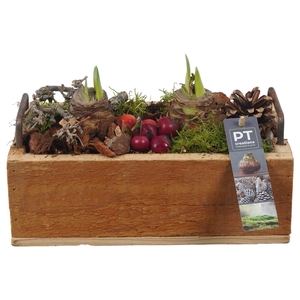 Arr.  Hippeastrum  H%