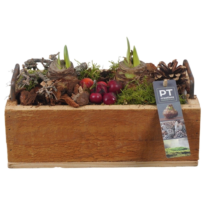 <h4>Arr.  Hippeastrum  H%</h4>
