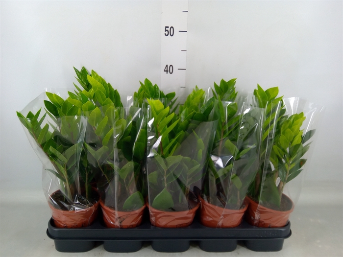<h4>Zamioculcas zamiifolia</h4>