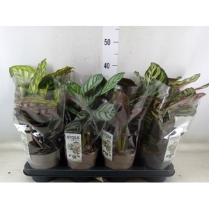 Calathea   ...mix 4