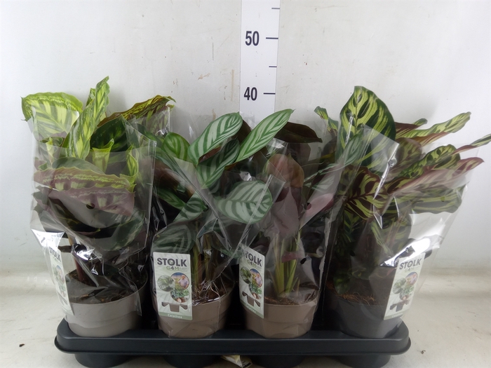 <h4>Calathea   ...mix 4</h4>