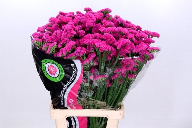 <h4>Limonium Statice Cerise </h4>