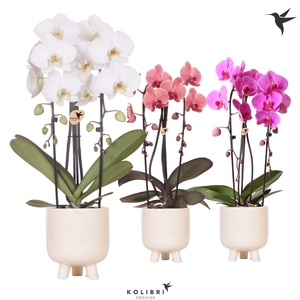 Kolibri Orchids Phalaenopsis Cascade Niagara Fall mix 2 spike in Gummy pot travertine