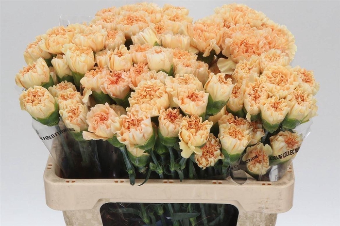 <h4>Anjer Kort Crimea</h4>