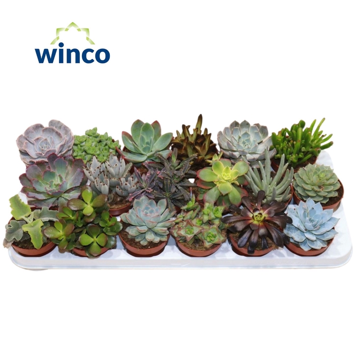 <h4>Succulenten Mix</h4>