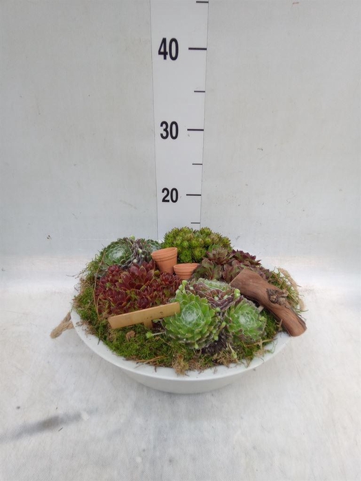 <h4>Arr.  Sempervivum L%</h4>