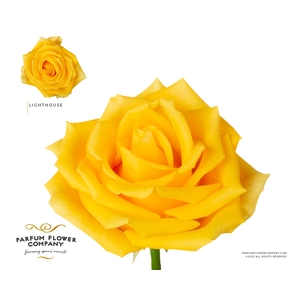 Rosa Premium Lighthouse