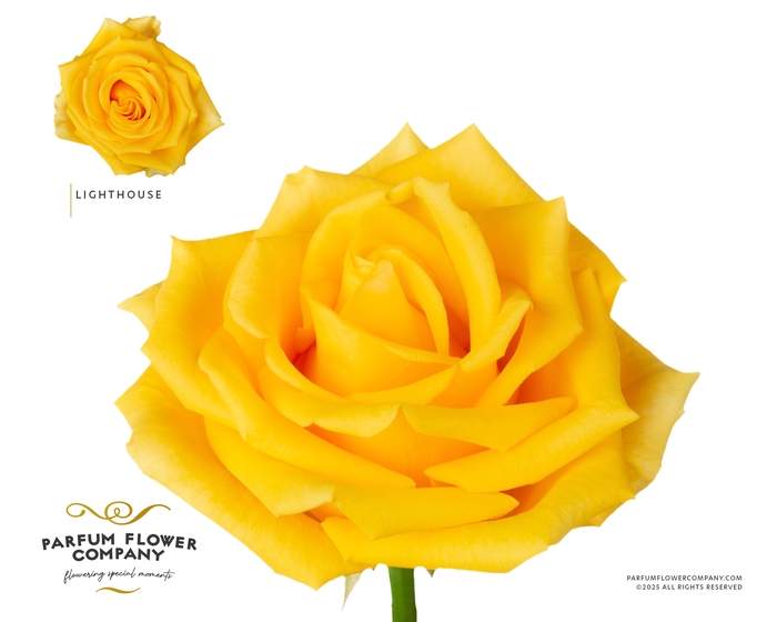 <h4>Rosa Premium Lighthouse</h4>