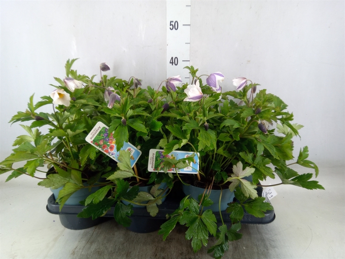 <h4>Anemone  'Wild Swan'</h4>