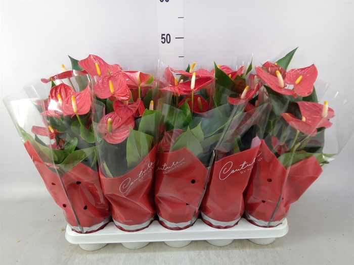 <h4>Anthurium andr. 'Esudo'</h4>