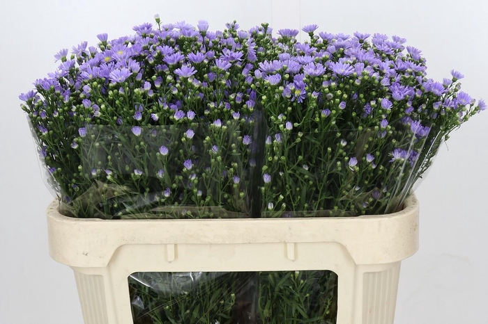 <h4>Aster Cassandra</h4>