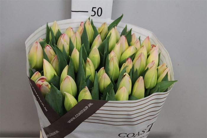 <h4>Tu En Supri Erotic</h4>