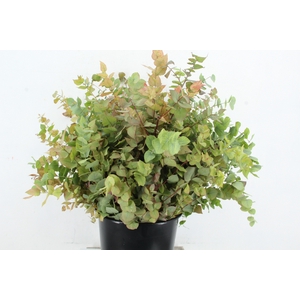 EUC STUARTIANA AUTUMN 200GR